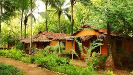 Cashew farm Property