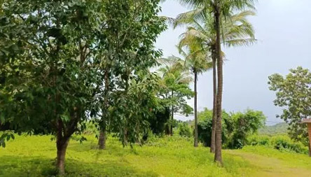 Real Estate in goa